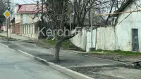 Администрация Керчи обещает, что дорожники снимут асфальт около деревьев на Чкалова