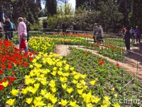 Парад тюльпанов в Крыму начнётся уже через неделю