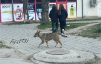 В бригаду по отлову бездомных животных в Керчи должен входить видеооператор