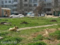 За неделю 65 крымчан пострадали от укусов животных