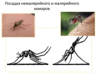 В Керчи не обнаружили личинок малярийных комаров