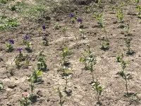 Цветы на клумбе по Чкалова в Керчи показывают образец живучести