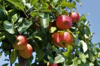В Крыму заложат семьсот гектаров новых плодово-ягодных садов