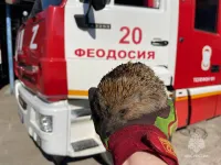 На пожаре в крымском поле спасли ежа, - МЧС