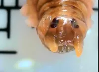 Ученые показали как выглядит червь со дна Азовского моря