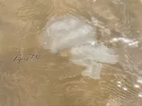 И снова, здравствуйте: в Юркино под Керчью приплыли медузы-корнероты
