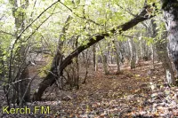 В Крыму введен запрет на посещение лесов до 26 июня
