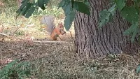 В Комсомольском парке Керчи можно встретить белочек